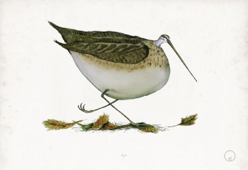 Snipe art print by Tony Fernandes